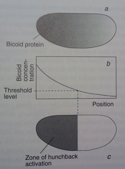 Zone of hunchback activation