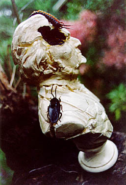 bugs!